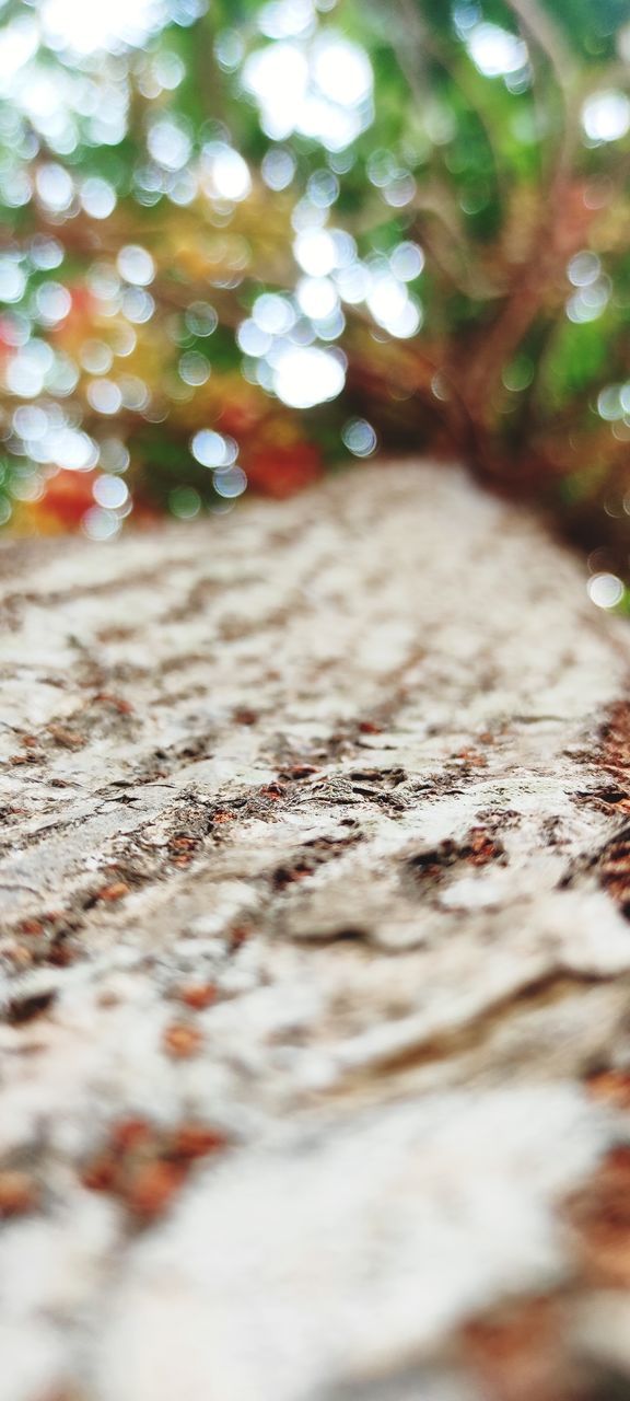 CLOSE-UP OF LEAVES ON STONE