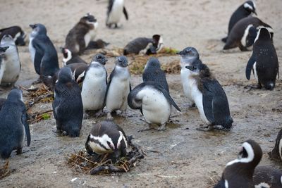 Penguins at boulders beach