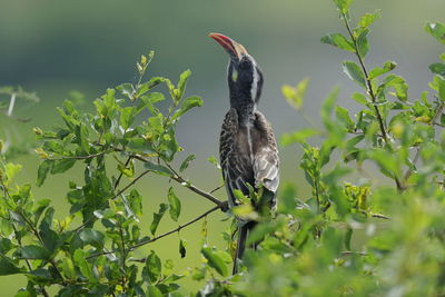 An african grey hornbill female calling