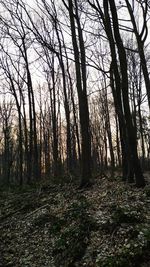 Trees in forest