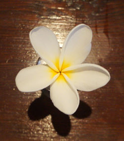 Close-up of white frangipani flower