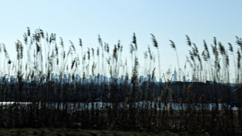 Close-up of plants against clear sky