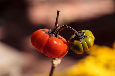 Close-up of pumpkins