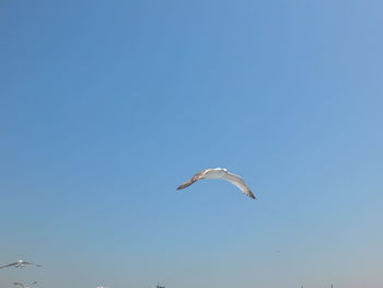 Low angle view of seagull flying in sky