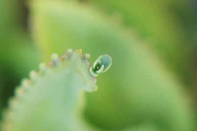 Close-up of flower bud