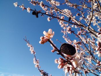 Low angle view of apple blossoms in spring