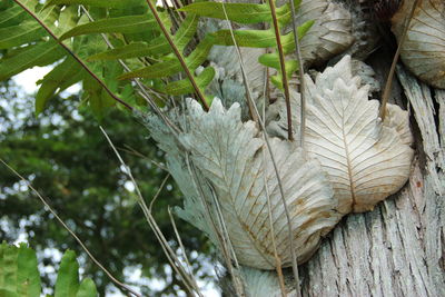 Close-up of tree