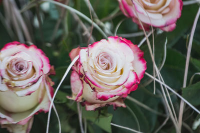 Close-up of rose bouquet