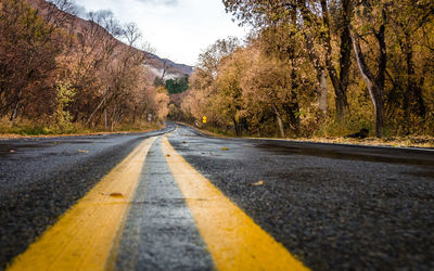 Surface level of road along trees