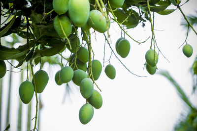 Low angle view of fruits growing on tree