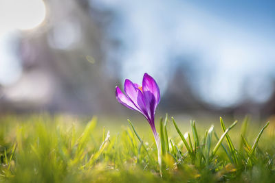 Close-up of purple crocus flower on field
