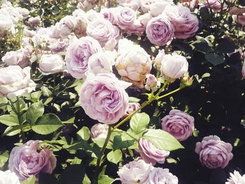 Close-up of pink roses