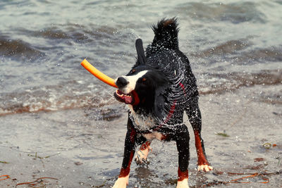 Full length of dog shaking while standing on shore at beach