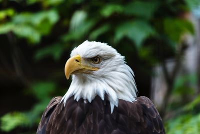 Close-up of eagle against blurred background