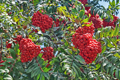 Low angle view of rowanberries growing on tree