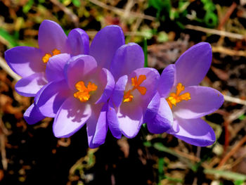 Close-up of purple crocus flowers