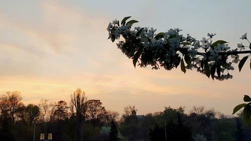 Silhouette trees against sky during sunset