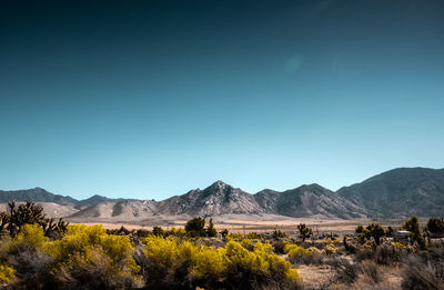 Scenic view of field against clear blue sky