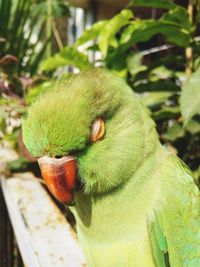 Close-up of parrot