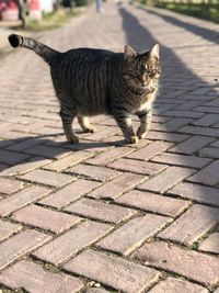 Portrait of cat on street