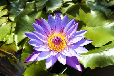 Close-up of purple water lily