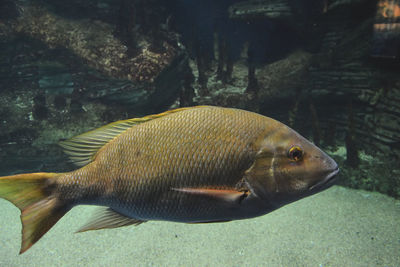 Big lonely fish in the ocean, brown, sand