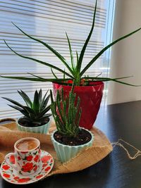 Close-up of potted plant on table