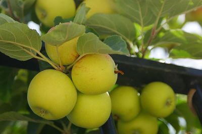 Close-up of fruits growing on tree