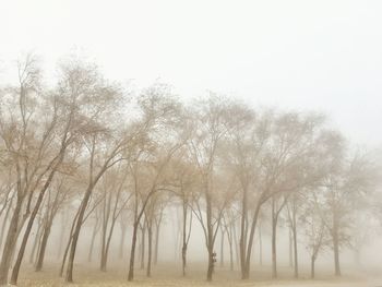 Trees on snow covered landscape