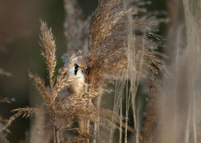 Close-up of wheat on plants