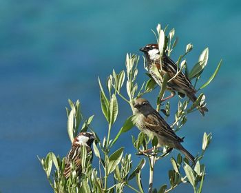 Close-up of birds perching on plant