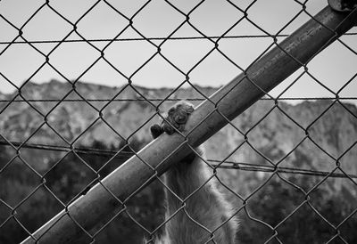 Cropped hand of monkey holding bamboo seen through fence