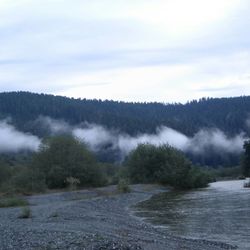 Scenic view of trees in forest against sky