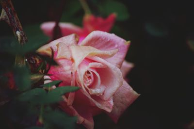 Close-up of pink rose blooming outdoors