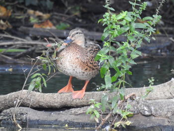 Bird perching on a lake