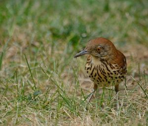 Close-up of a bird perching on a field