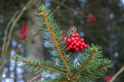 Close-up of red berries growing on tree