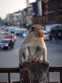 Monkey sitting on railing in city