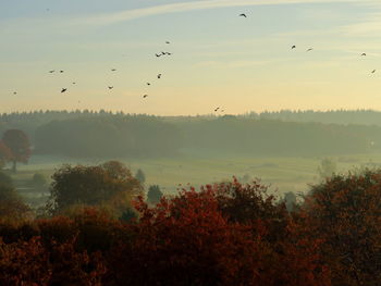 Birds flying over lake against sky during sunset