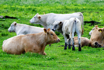 Cows on field