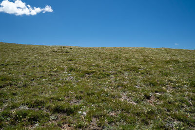 Scenic view of field against clear blue sky