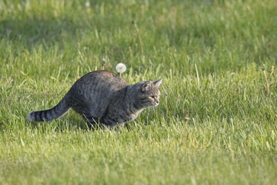 Black cat lying on grass