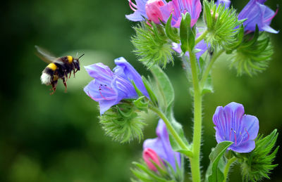 Close-up of bee pollinating on purple flower