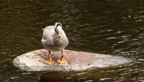 Close-up of goose perching on rock in lake
