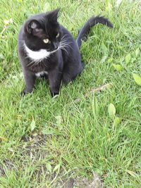 Black cat lying on grass