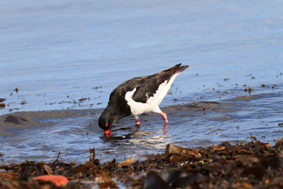 Side view of a bird on beach