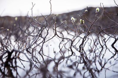 Close-up of dry plants during winter