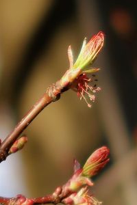 Close-up of red flower buds