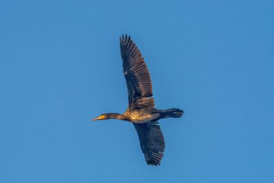 Low angle view of bird flying against clear blue sky