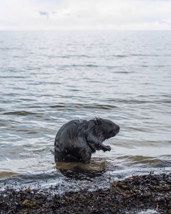 Close-up of dog at beach against sky